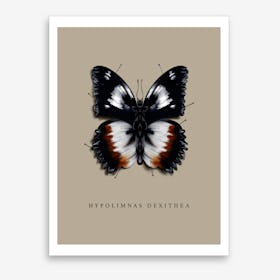 Butterfly No5 Art Print