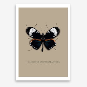 Butterfly No2 Art Print