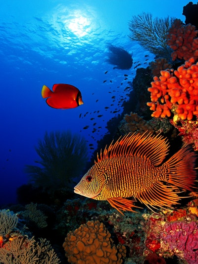 Coral Reef With Fishes