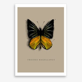 Schmetterling Kunstprint von Nancy Noreth für Wohnzimmer