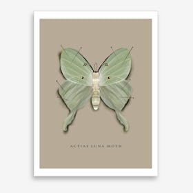 Luna Moth Art Print